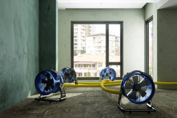 Best Mold removal after water damage  in Forest Meadows, CA