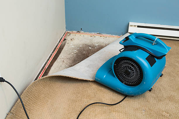 Best Ceiling water damage repair  in Forest Meadows, CA